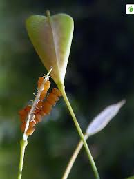 Attēlu rezultāti vaicājumam “Capsella bursa-pastoris fruit”
