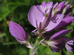 Attēlu rezultāti vaicājumam “Polygala comosa flower”