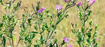 Attēlu rezultāti vaicājumam “Epilobium hirsutum flower”