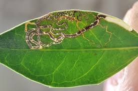 Attēlu rezultāti vaicājumam “Bucculatrix rhamniella”