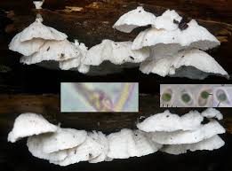 Attēlu rezultāti vaicājumam “Postia floriformis”