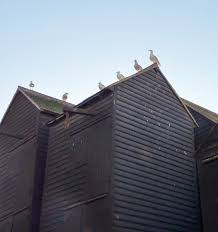 Image result for Hastings Seagulls Swimming Club