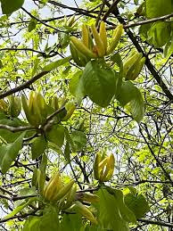 Attēlu rezultāti vaicājumam “Magnolia acuminata fruit”
