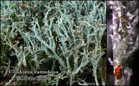 Attēlu rezultāti vaicājumam “Cladonia ramulosa”