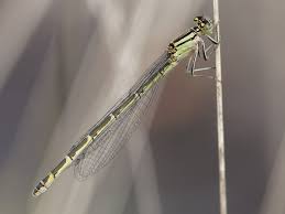 Attēlu rezultāti vaicājumam “Enallagma cyathigerum”