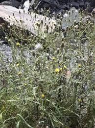 Attēlu rezultāti vaicājumam “Senecio viscosus fruit”
