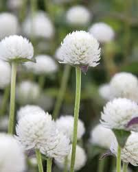 Image result for Kugelamarant