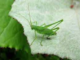 Attēlu rezultāti vaicājumam “Phaneroptera falcata”