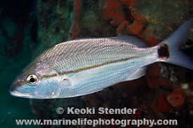 Image result for Haemulon aurolineatum