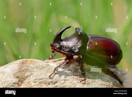 Attēlu rezultāti vaicājumam “Oryctes nasicornis male”