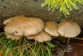 Attēlu rezultāti vaicājumam “Panellus serotinus”