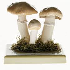 Attēlu rezultāti vaicājumam “Rozites caperata”