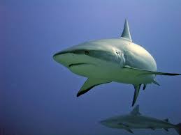 Image result for Carcharhinus