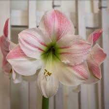 Image result for Alcea rosea `Appleblossom`