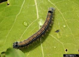 Attēlu rezultāti vaicājumam “Malacosoma neustria”