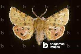 Attēlu rezultāti vaicājumam “Rhyparia purpurata”