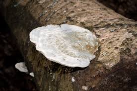 Attēlu rezultāti vaicājumam “Trametes suaveolens”