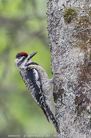 Image result for Sphyrapicus varius