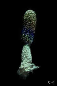 Attēlu rezultāti vaicājumam “Diachea subsessilis young”