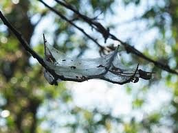 Attēlu rezultāti vaicājumam “Yponomeuta evonymella larva”