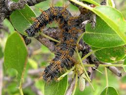 Attēlu rezultāti vaicājumam “Nymphalis xanthomelas larva”