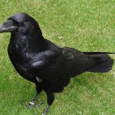 Attēlu rezultāti vaicājumam “Corvus corax”