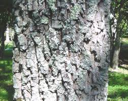 Attēlu rezultāti vaicājumam “Cribraria piriformis stalked”