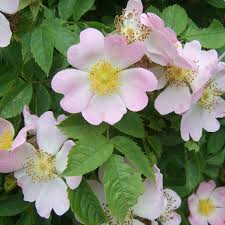 Attēlu rezultāti vaicājumam “Rosa canina”