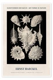 Image result for ernst haeckel