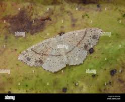 Attēlu rezultāti vaicājumam “Cyclophora punctaria”