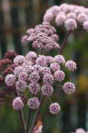 Image result for Angelica silvestris