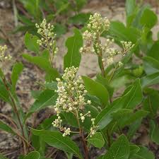 Attēlu rezultāti vaicājumam “Reticularia jurana macro”
