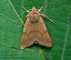 Attēlu rezultāti vaicājumam “Agrochola helvola imago”