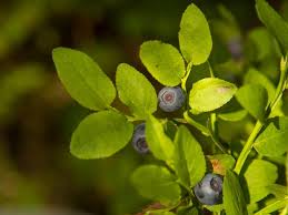 Attēlu rezultāti vaicājumam “Vaccinium myrtillus fruit”