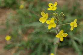 Attēlu rezultāti vaicājumam “Diplotaxis tenuifolia bud”