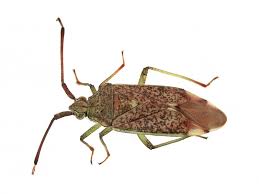 Attēlu rezultāti vaicājumam “Pantilius tunicatus”