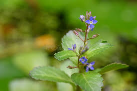 Attēlu rezultāti vaicājumam “Veronica beccabunga”