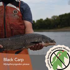 Image result for Mylopharyngodon piceus