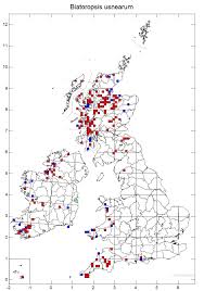 Attēlu rezultāti vaicājumam “Biatoropsis usnearum”