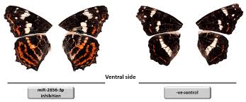 Attēlu rezultāti vaicājumam “Araschnia levana underside”