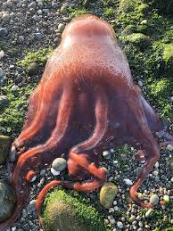 Image result for Octopushy (Croydon Area)