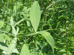 Attēlu rezultāti vaicājumam “Lathyrus latifolius leaf”
