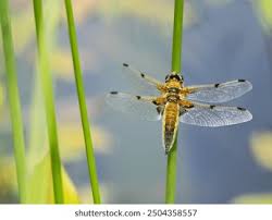 Attēlu rezultāti vaicājumam “Libellula quadrimaculata exuvia”