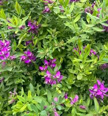Attēlu rezultāti vaicājumam “Polygala vulgaris leaf”