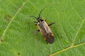 Attēlu rezultāti vaicājumam “Adelphocoris seticornis”