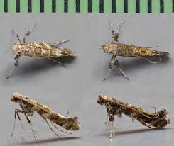 Attēlu rezultāti vaicājumam “Gracillaria syringella”