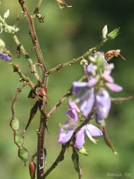 Attēlu rezultāti vaicājumam “Diderma umbilicatum stalked”