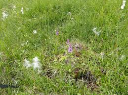 Attēlu rezultāti vaicājumam “Pinguicula alpina flower”