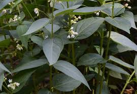 Attēlu rezultāti vaicājumam “Vincetoxicum hirundinaria leaf”