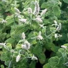 Attēlu rezultāti vaicājumam “Mentha x verticillata leaf”